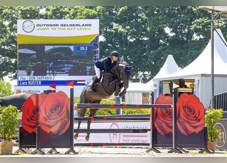 Zangersheider, Hengst, 9 Jahre, 172 cm, Rappe