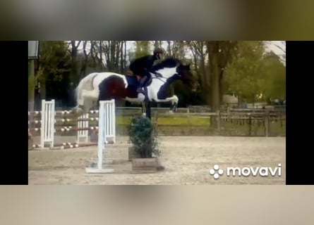 Zangersheider, Hengst, 12 Jahre, 165 cm, Schecke