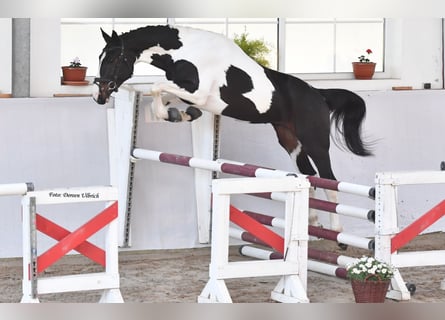 Zangersheider, Hengst, 3 Jahre, 170 cm, Tobiano-alle-Farben
