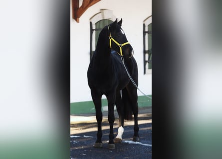 Zangersheider, Hingst, 2 år, 168 cm, Mörkbrun