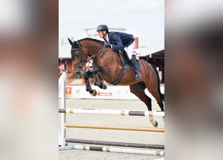 Zangersheider, Hingst, 4 år, 170 cm, Brun