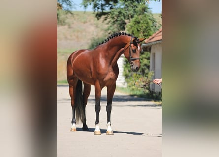 Zangersheider, Hingst, 4 år, 172 cm, Brun