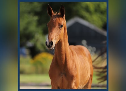 Zangersheider, Hingst, Föl (04/2024), Brun