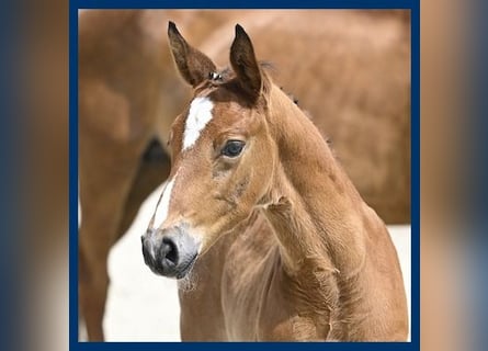 Zangersheider, Hingst, Föl (05/2024), Brun