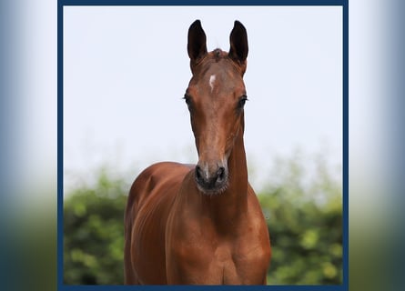 Zangersheider, Hingst, Föl (07/2024), Brun