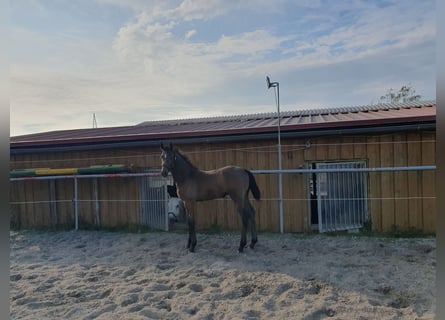 Zangersheider, Hingst, Föl (06/2024), Grå