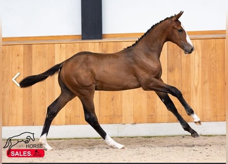 Zangersheider, Hingst, Föl (03/2024), Mörkbrun