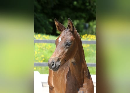 Zangersheider, Hingst, Föl (06/2024), Mörkbrun