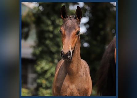 Zangersheider, Hingst, Föl (06/2024)