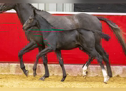 Zangersheider, Hingst, Föl (06/2023), Svart