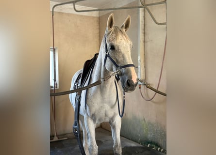 Zangersheider, Hongre, 10 Ans, 169 cm, Gris