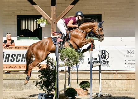 Zangersheider, Hongre, 10 Ans, 172 cm, Alezan brûlé