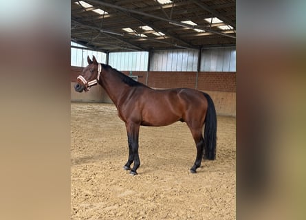 Zangersheider, Hongre, 12 Ans, 160 cm, Bai