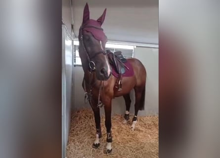 Zangersheider, Hongre, 12 Ans, 170 cm, Bai brun