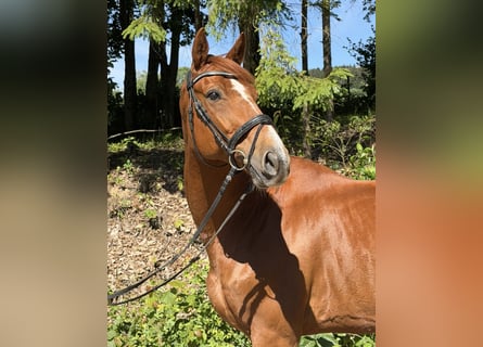 Zangersheider, Hongre, 13 Ans, 168 cm, Alezan