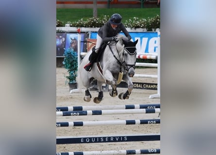 Zangersheider, Hongre, 13 Ans, 173 cm, Gris