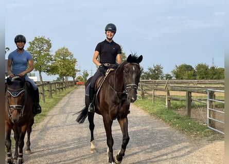 Zangersheider, Hongre, 15 Ans, 175 cm, Bai brun