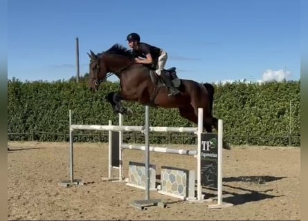Zangersheider, Hongre, 15 Ans, Bai