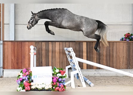 Zangersheider, Hongre, 3 Ans, 163 cm, Gris