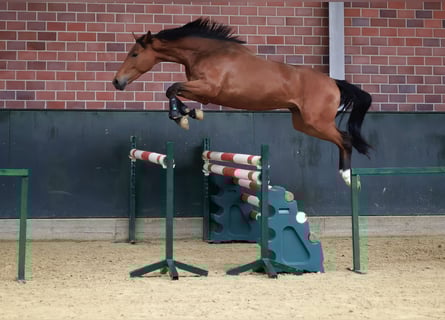 Zangersheider, Hongre, 3 Ans, 164 cm, Bai