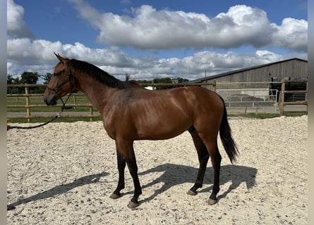 Zangersheider, Hongre, 3 Ans, 166 cm, Bai
