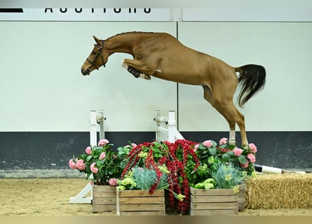 Zangersheider, Hongre, 3 Ans, 169 cm, Alezan