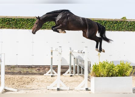 Zangersheider, Hongre, 3 Ans, 170 cm, Bai brun