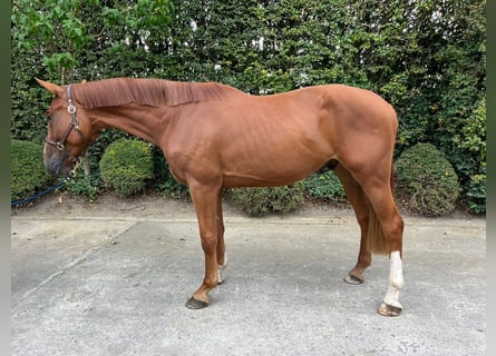 Zangersheider, Hongre, 3 Ans, 172 cm, Alezan