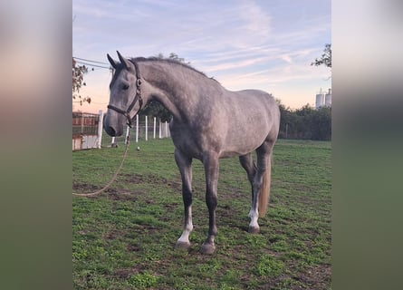 Zangersheider, Hongre, 3 Ans, 173 cm, Aubère