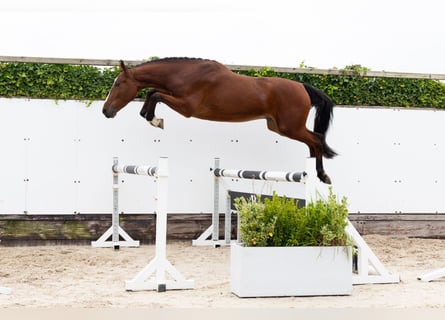 Zangersheider, Hongre, 3 Ans, 173 cm, Bai