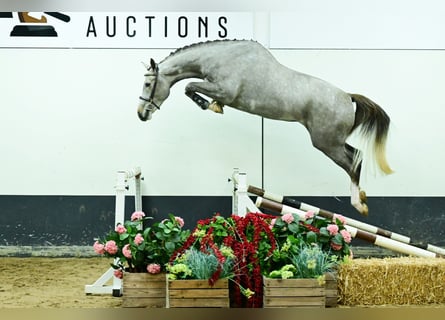 Zangersheider, Hongre, 3 Ans, 177 cm, Gris