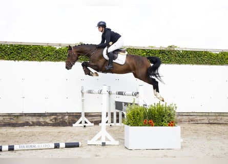 Zangersheider, Hongre, 4 Ans, 158 cm, Bai