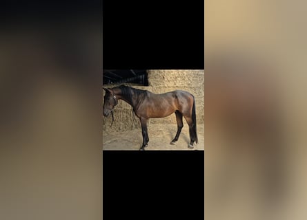Zangersheider, Hongre, 4 Ans, 159 cm