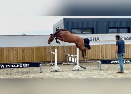 Zangersheider, Hongre, 4 Ans, 163 cm, Bai