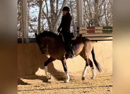 Zangersheider, Hongre, 4 Ans, 165 cm, Bai