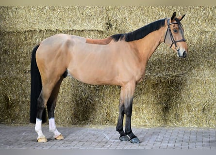 Zangersheider, Hongre, 4 Ans, 165 cm, Bai