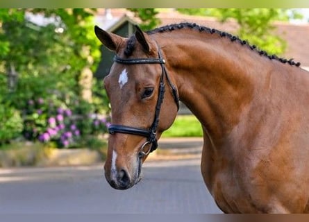 Zangersheider, Hongre, 4 Ans, 165 cm, Bai