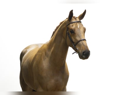 Zangersheider, Hongre, 4 Ans, 166 cm, Alezan