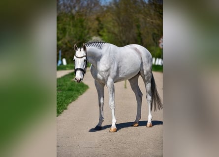 Zangersheider, Hongre, 4 Ans, 166 cm, Gris