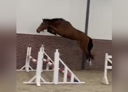 Zangersheider, Hongre, 4 Ans, 167 cm, Bai clair