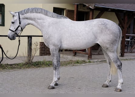 Zangersheider, Hongre, 4 Ans, 168 cm, Gris