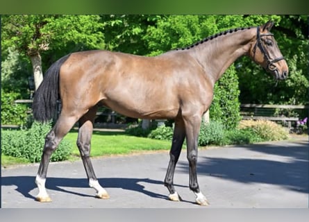 Zangersheider, Hongre, 4 Ans, 170 cm, Bai