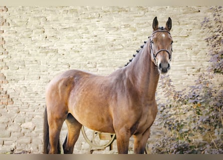 Zangersheider, Hongre, 4 Ans, 170 cm, Bai
