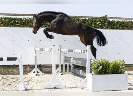 Zangersheider, Hongre, 4 Ans, 170 cm, Bai