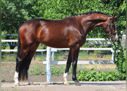 Zangersheider, Hongre, 4 Ans, 172 cm, Bai