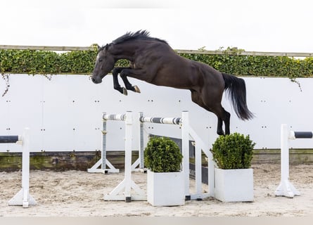 Zangersheider, Hongre, 4 Ans, 172 cm