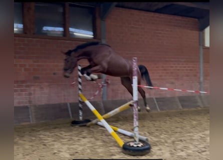 Zangersheider, Hongre, 4 Ans, 176 cm, Bai