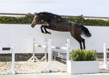 Zangersheider, Hongre, 4 Ans, 177 cm, Bai