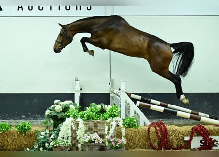 Zangersheider, Hongre, 4 Ans, 179 cm, Bai brun