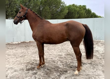 Zangersheider, Hongre, 4 Ans, Alezan